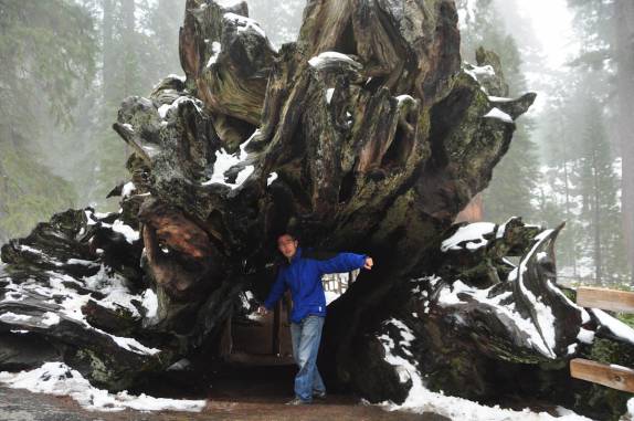A enorme raíz de uma sequoia caída há quase 100 anos, no Sequoia National Park,  na Califórnia - EUA
